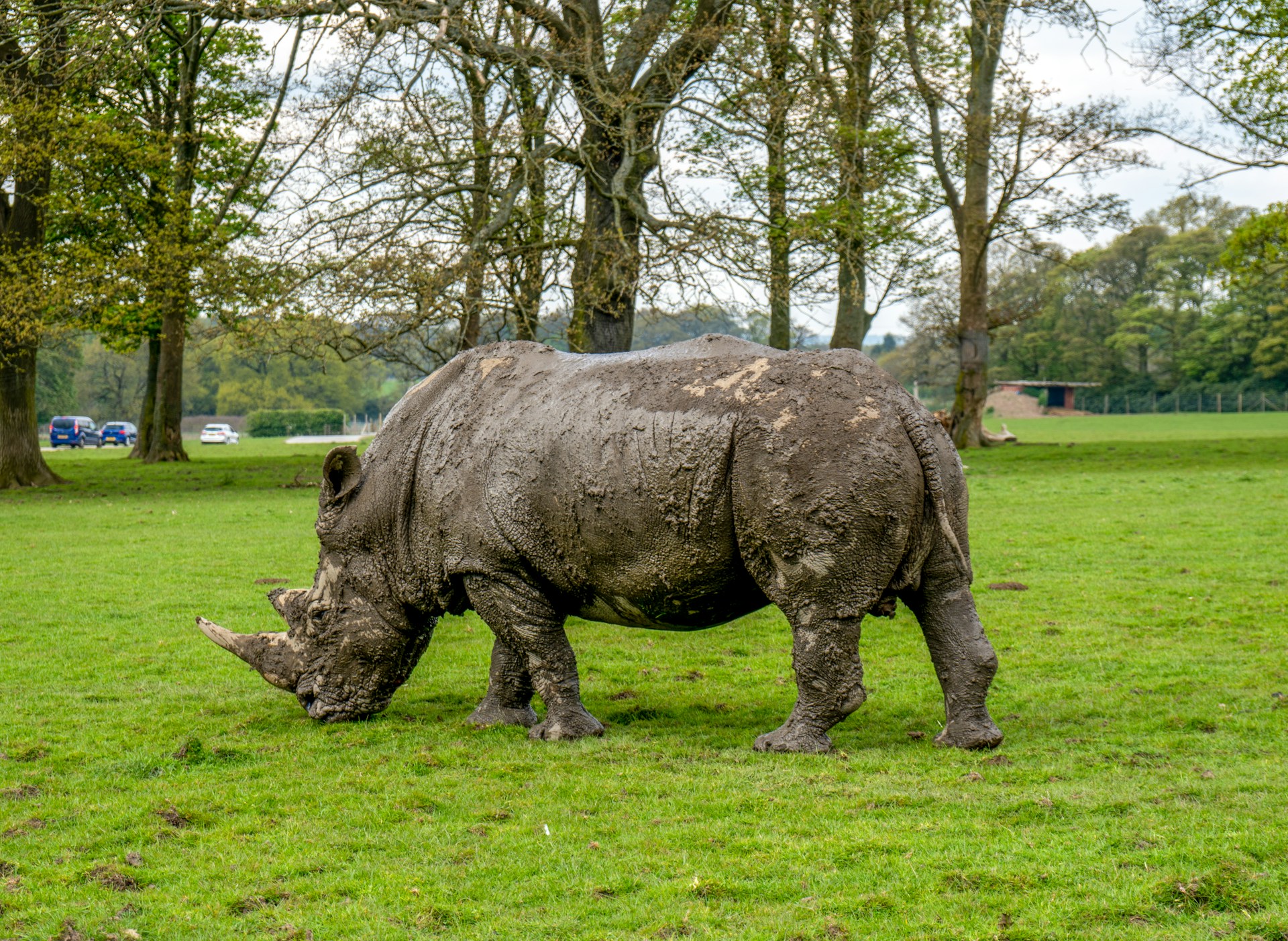 10 Family Day Out Ideas in Liverpool and the city region - Knowsley Safari Park