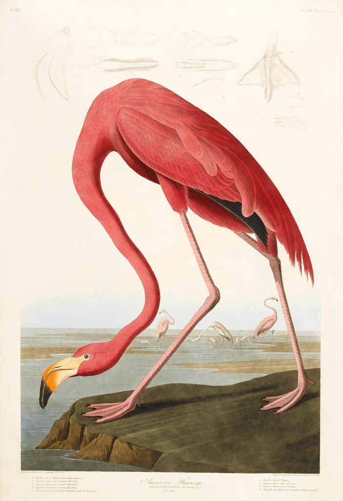 The Flamingo