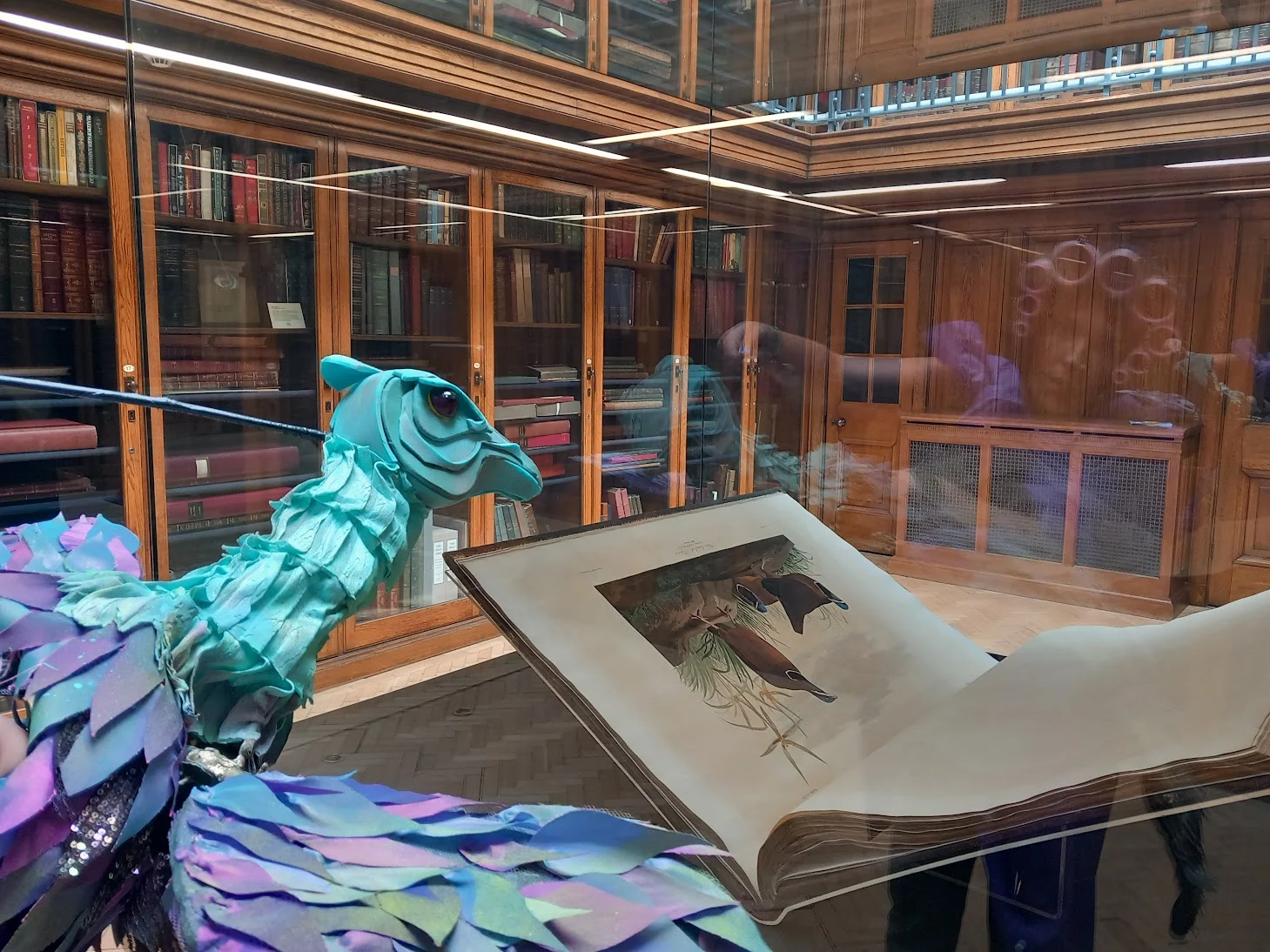 Liver bird birds of America