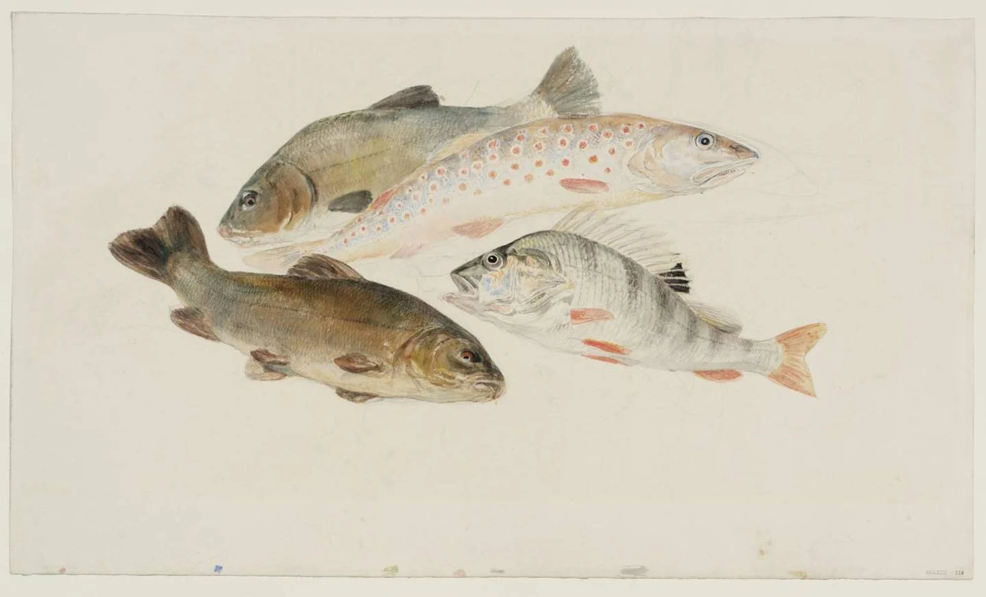 Joseph Mallord William Turner, Study of Fish- Two Tench, a Trout and a Perch c.1822–4. Tate.