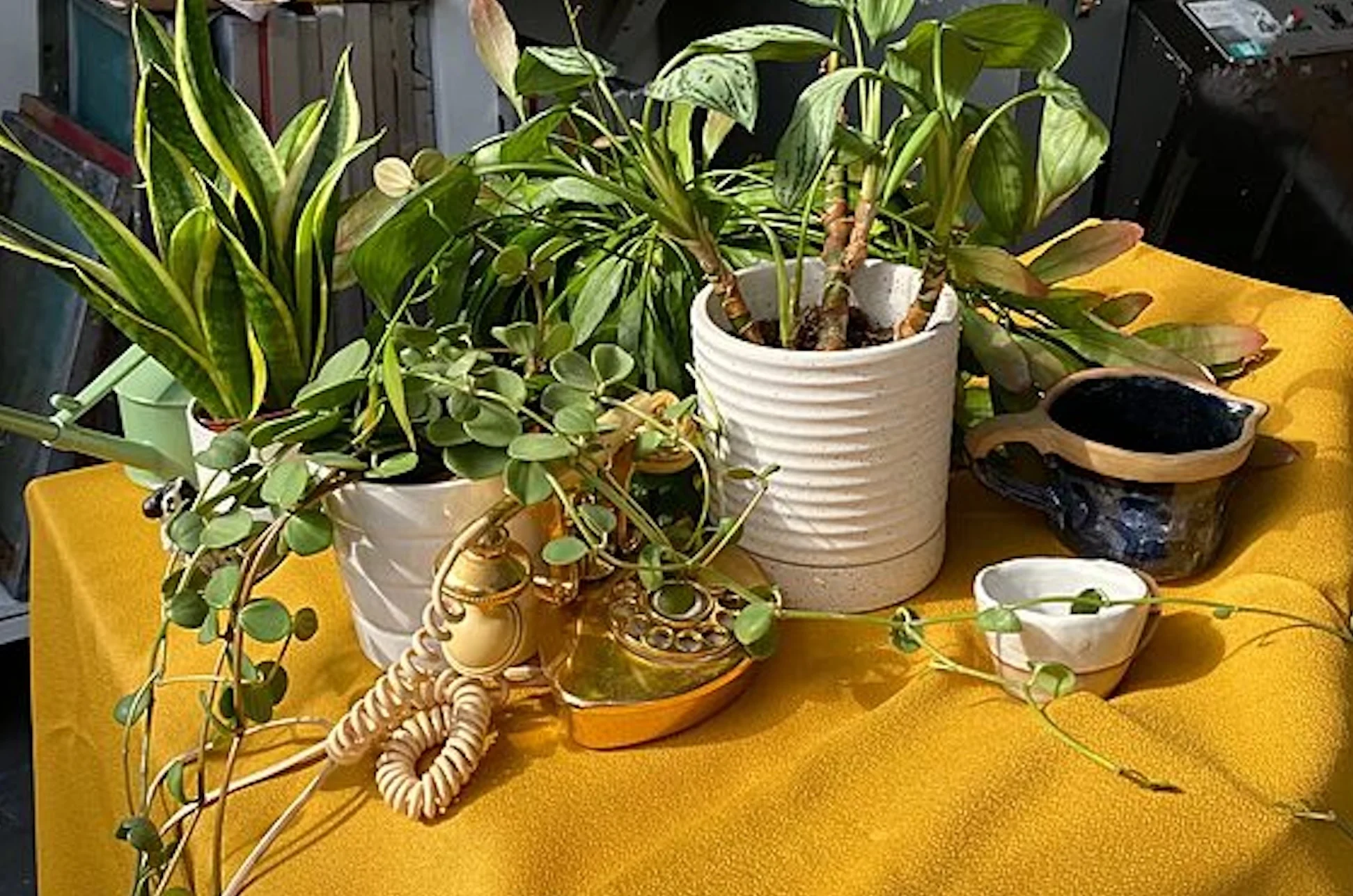 A table with a yellow tablecloth, featuring various house plants